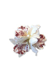 Tropical Trio Orchid, White
